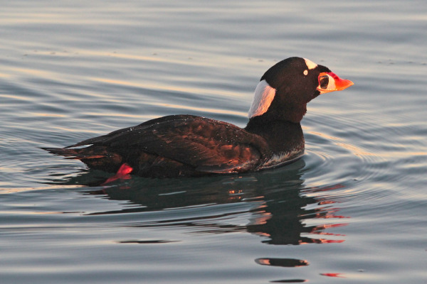 Surf Scoter