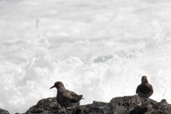 Surfbird