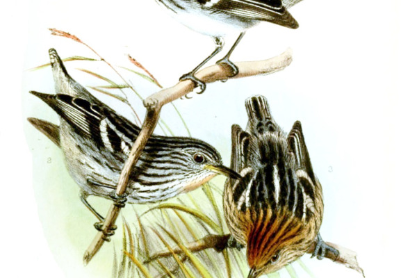 Suriname antwren