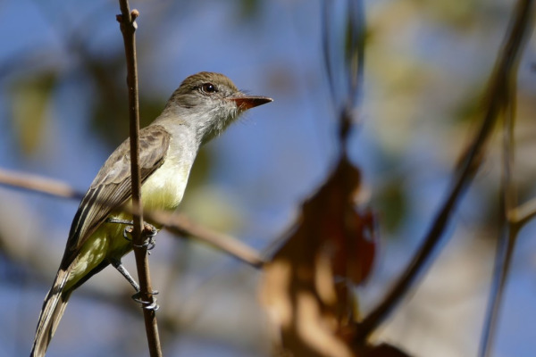 Swainson's Flycatcher