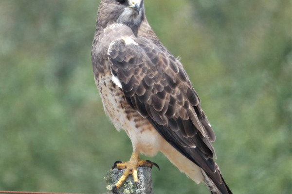 Swainson's Hawk