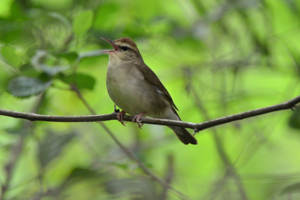 Swainson's Warbler