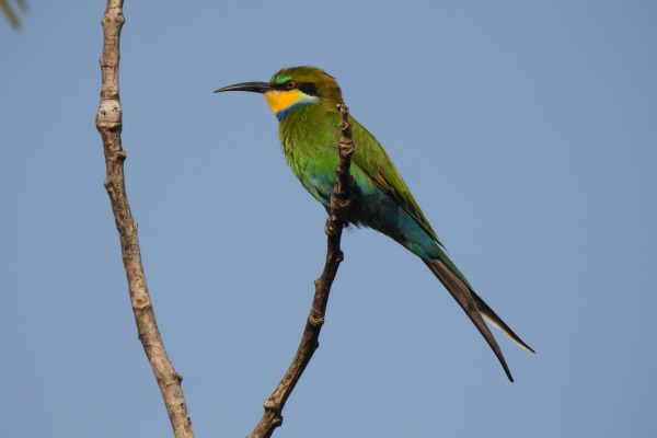 Swallow-tailed Bee-eater