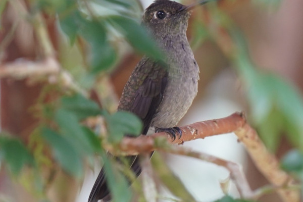 Swallow-tailed Hummingbird