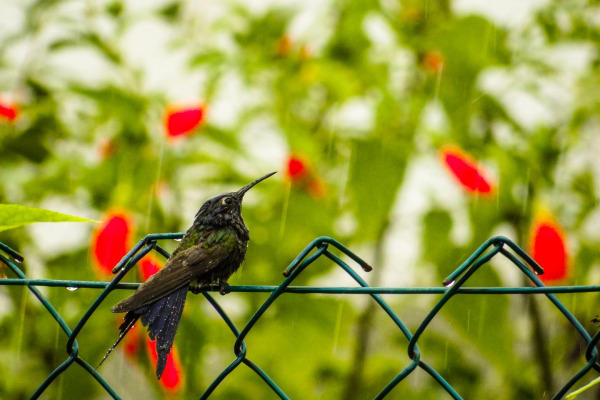 Swallow-tailed Hummingbird