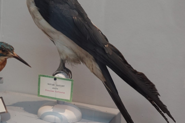 Swallow-tailed Kite
