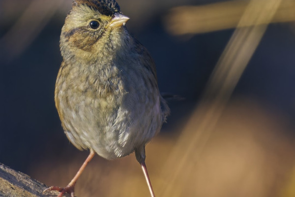 Swamp Sparrow