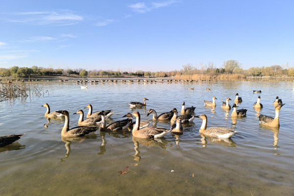 Swan Goose