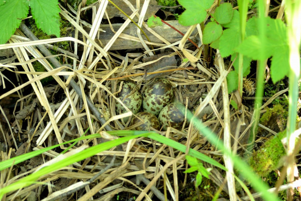 Swinhoe's Snipe