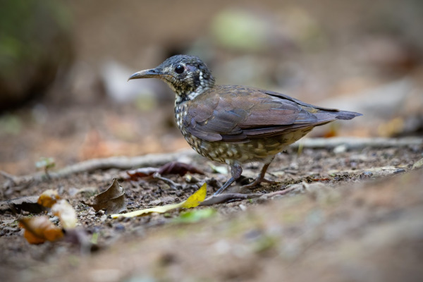 Swinhoe's thrush