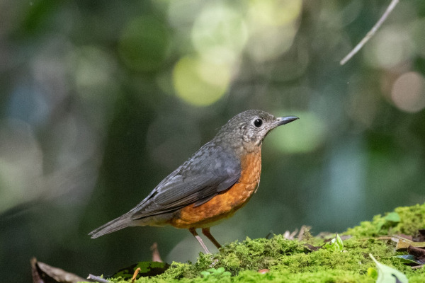 Swinhoe's Thrush