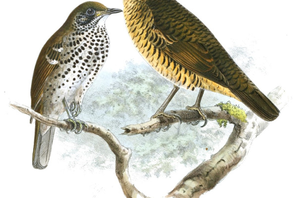 Swinhoe's Thrush
