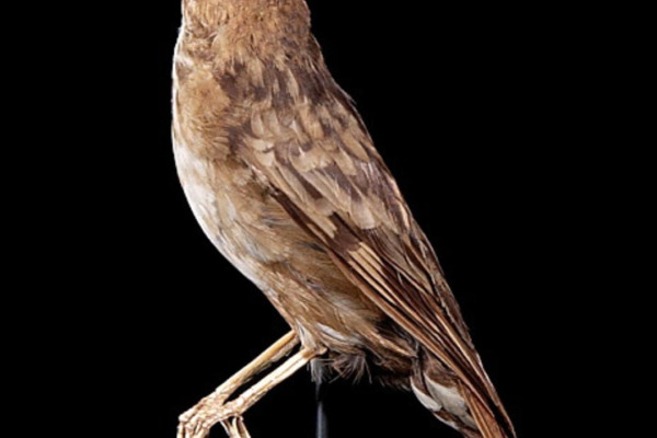 Swinhoe's Thrush