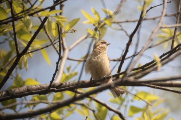 Swinhoe's White-eye