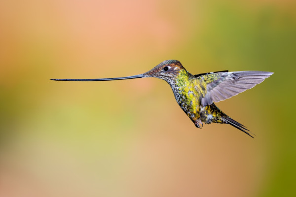 Sword-billed Hummingbird