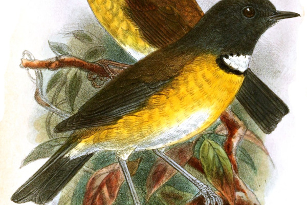 Swynnerton's Robin