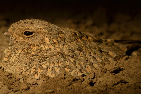 Sykes's Nightjar