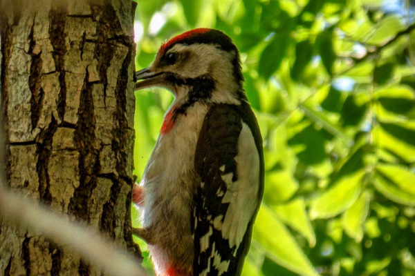 Syrian Woodpecker