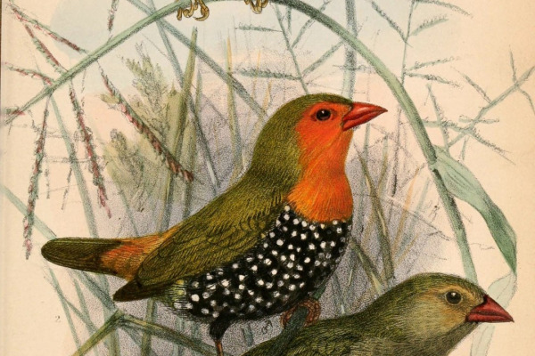 Tabora Cisticola