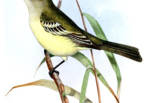 Tacarcuna Elaenia