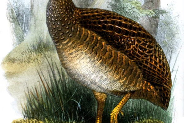 Taczanowski's Tinamou