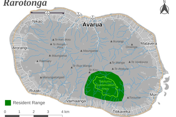 Tahiti Monarch