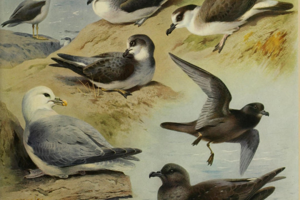 Tahiti petrel