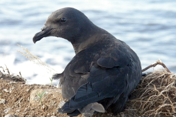 Tahiti Petrel