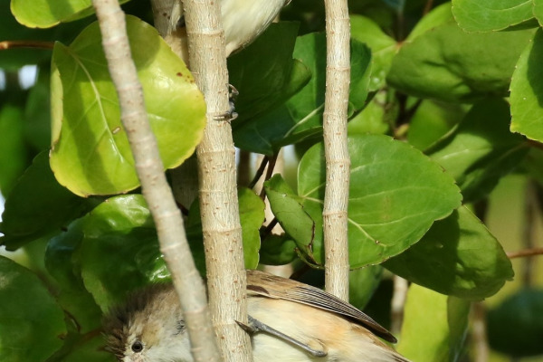 Tahiti Reed Warbler