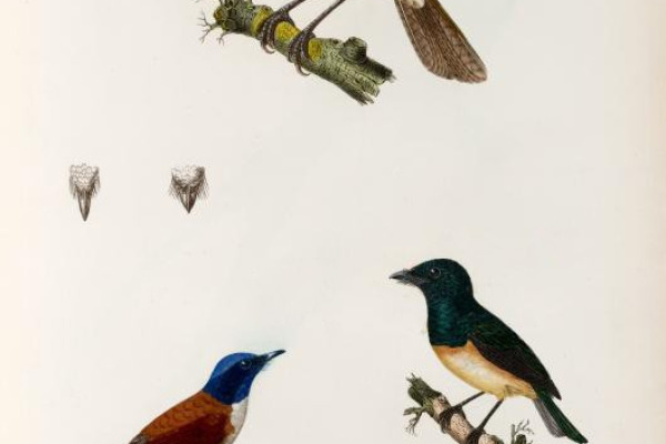 Tahiti Reed Warbler