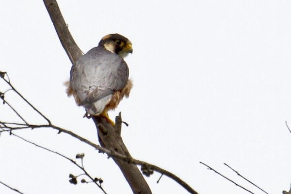Taita falcon