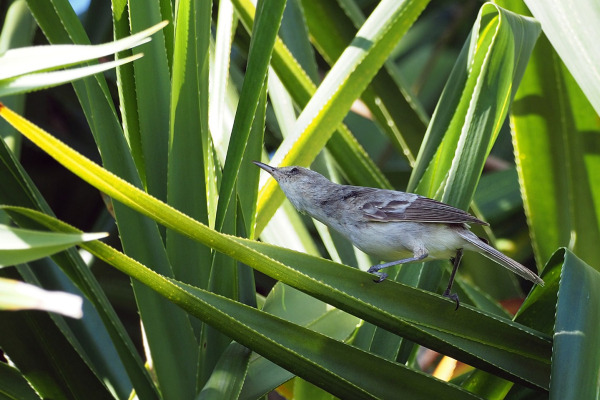 Taita Swamp Warbler