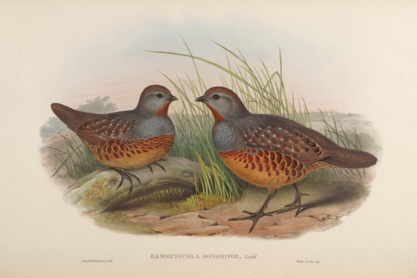 Taiwan Bamboo Partridge