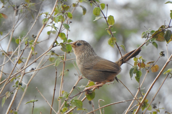 Taiwan laughingthrush