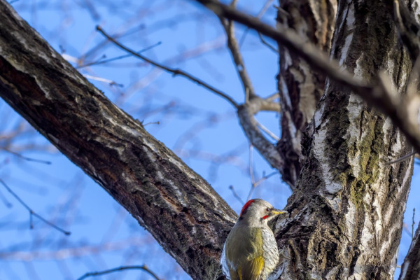 Taiwanese Green Woodpecker