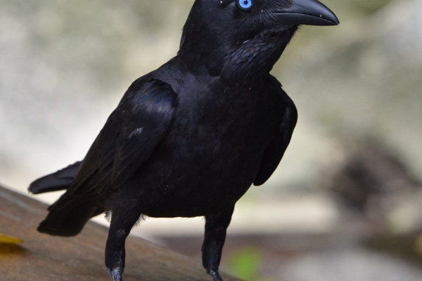 Tamaulipas Crow