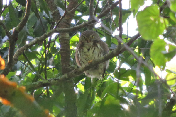 Tamaulipas Pygmy Owl