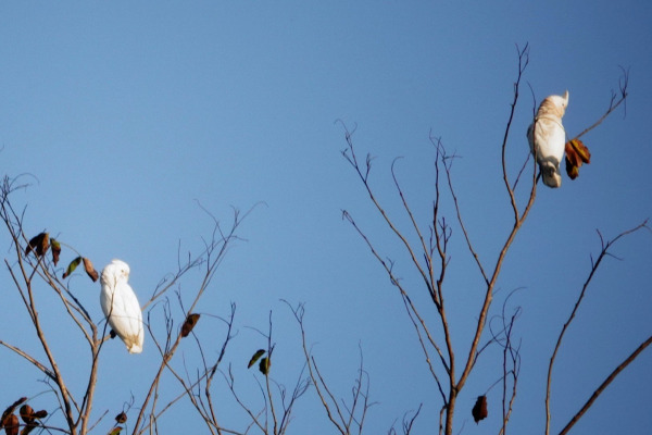 Tanimbar Corella