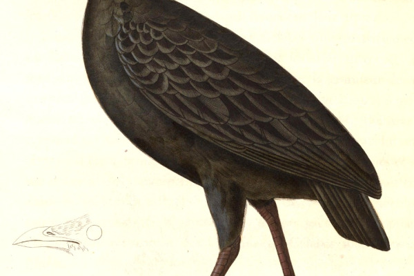 Tanimbar Megapode