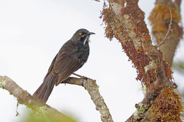 Tanimbar Megapode