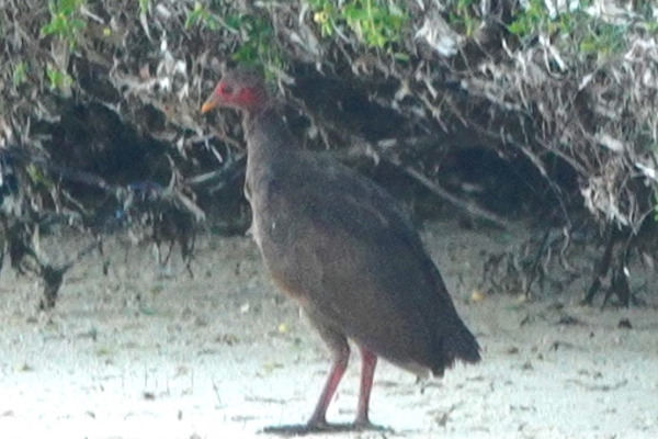 Tanimbar Megapode