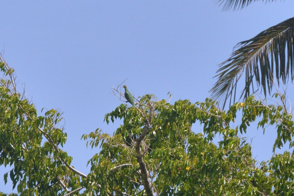 Tanna Fruit Dove