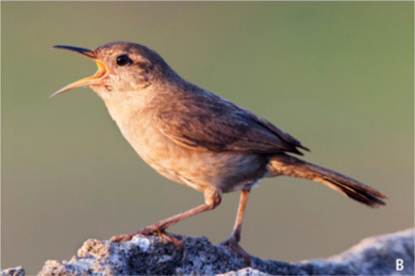 Tanner's Wren