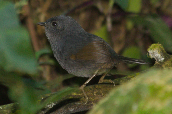 Tapajos Scythebill