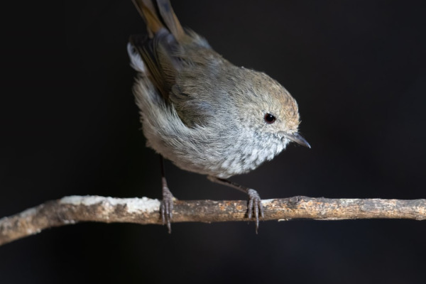 Tasmanian Thornbill