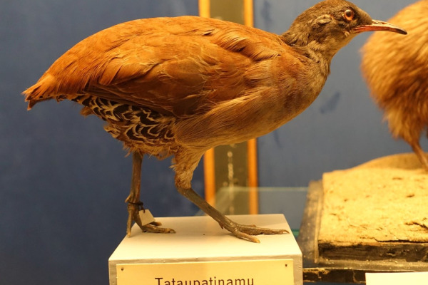 Tataupa Tinamou