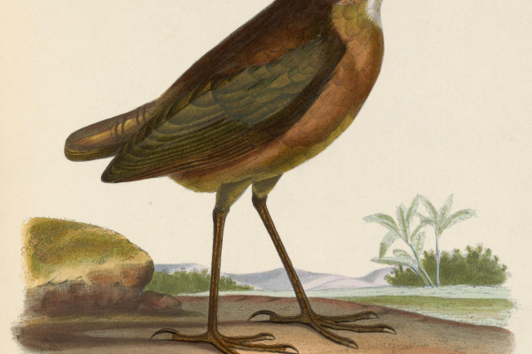 Tawny Antpitta