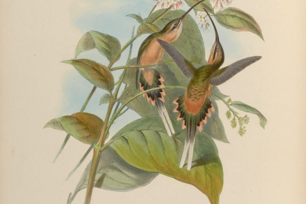 Tawny-bellied Hermit