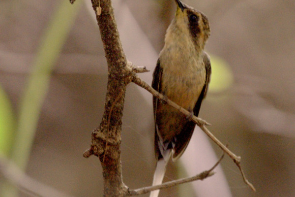 Tawny-bellied Hermit