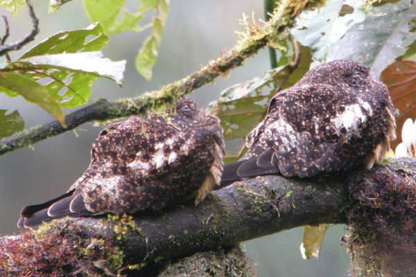 Tawny-bellied Screech Owl